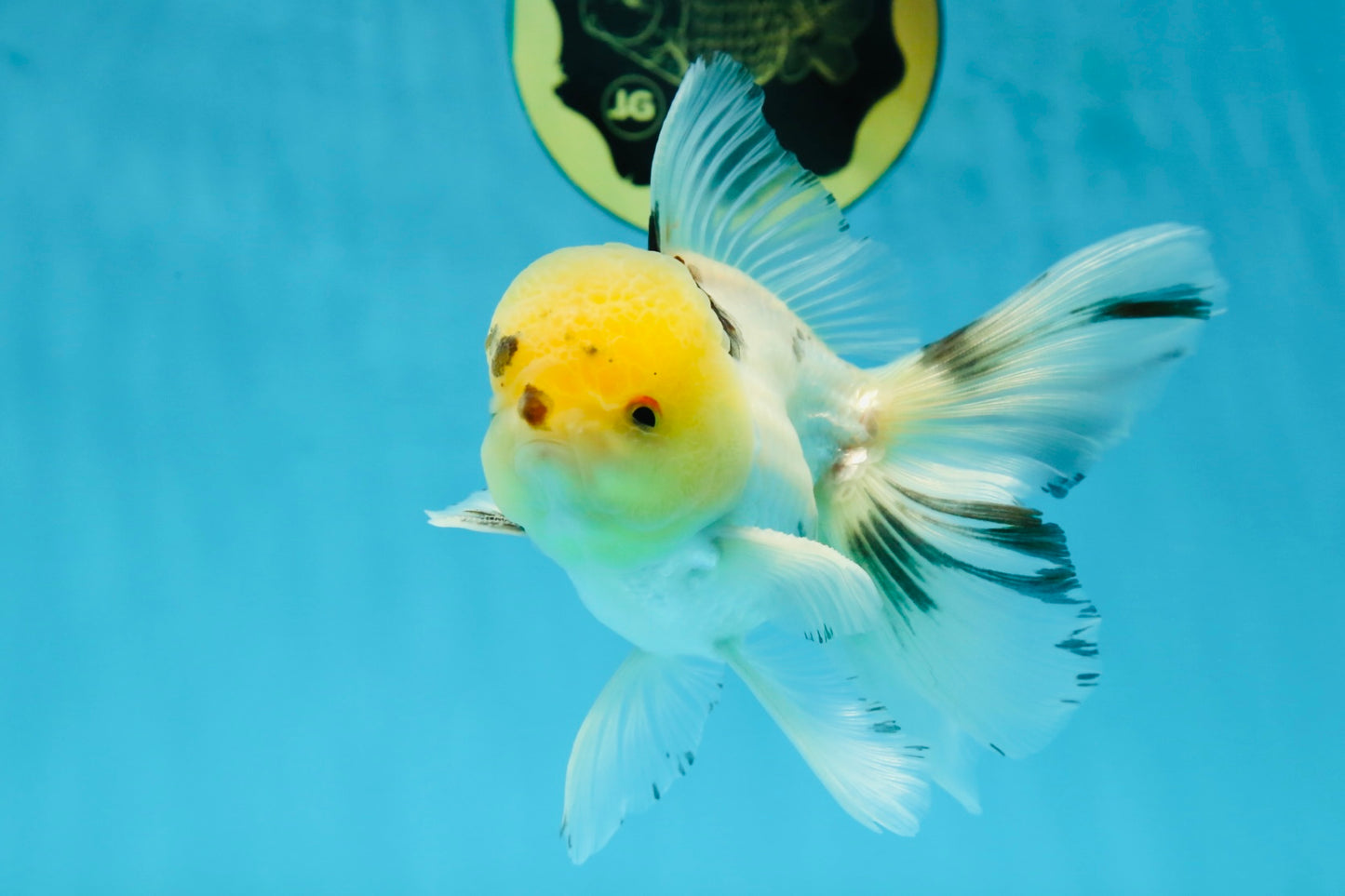 A Grade Panda Oranda Male 5 inches #052325OR_03
