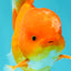 A Grade Red White Oranda Male 5.5 inches #061926OR_20