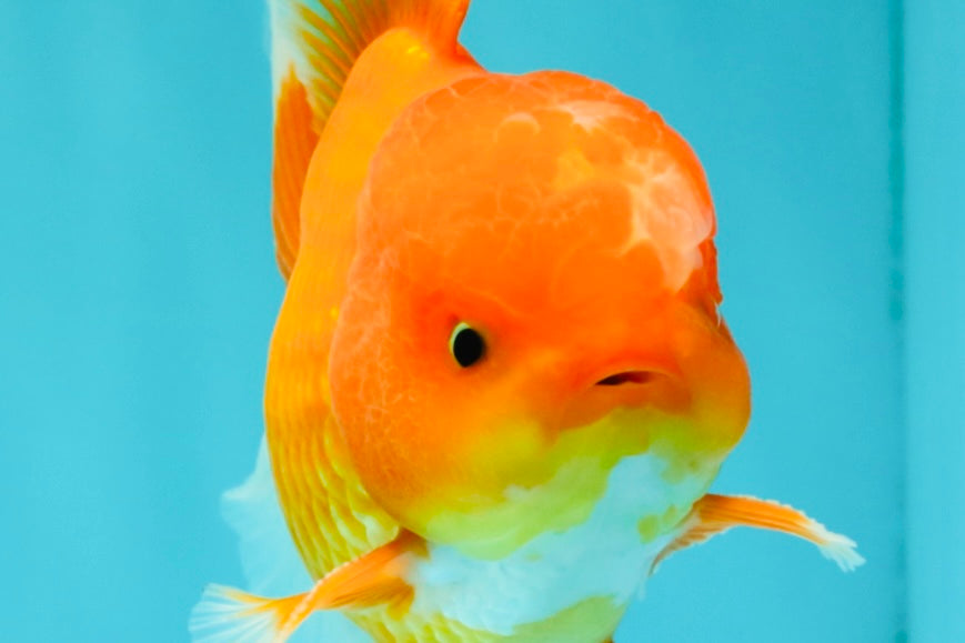 A Grade Red White Oranda Male 5.5 inches #061926OR_20