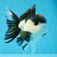 AAA Grade Tricolor Blink Button Eyes Oranda Male 4.5 inches #020725OR_34