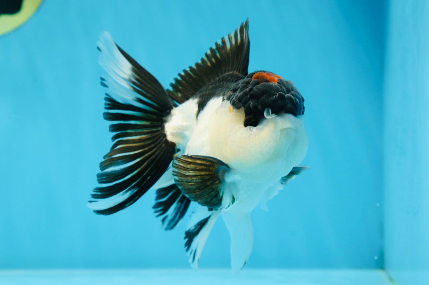 AAA Grade Tricolor Blink Button Eyes Oranda Male 4.5 inches #020725OR_34