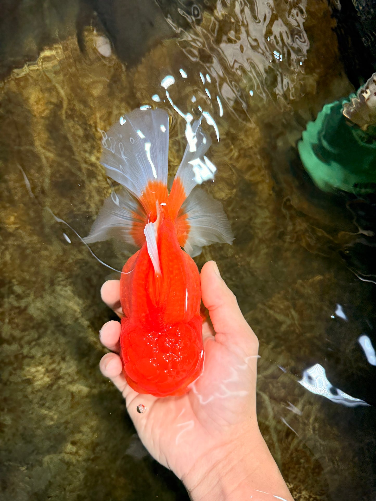 SUPER CUTE A Grade Red White Oranda Female 6.5 inches #110725OR_01