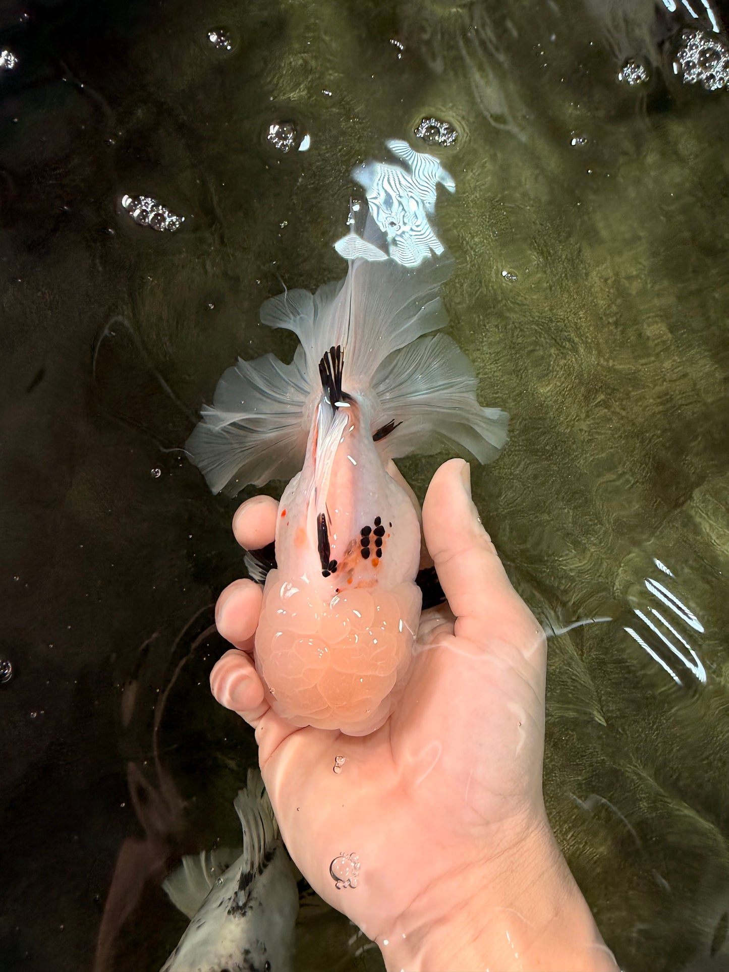 White Oranda Female 6-6.5 inches #032026OR_05