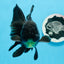 Oranda macho negro de grado A de 5,5 a 6 pulgadas n.° 0726OR_04