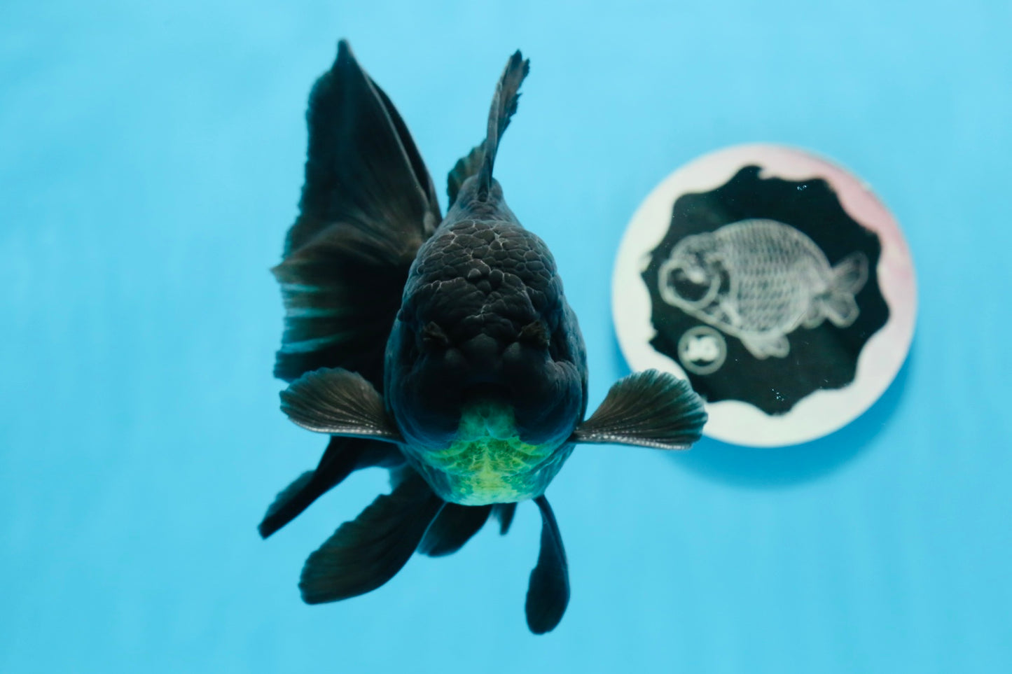 Oranda macho negro de grado A de 5,5 a 6 pulgadas n.° 0726OR_04