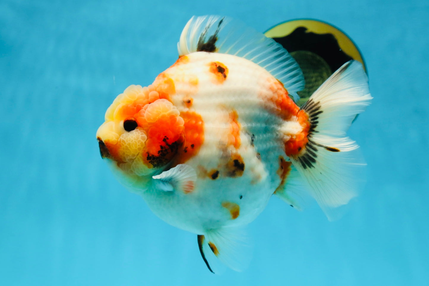 AAA Grade Big Body Godzilla Sakura Button Eyes Yuanbao Female 5-5.5 inches #051625YB_14