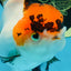 A Grade Lava Tricolor Red Head Oranda Female 5.5 inches #021425OR_20