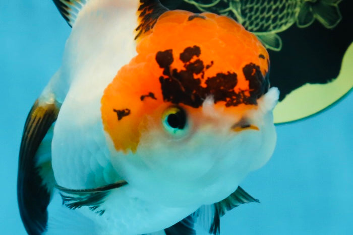 A Grade Lava Tricolor Red Head Oranda Female 5.5 inches #021425OR_20