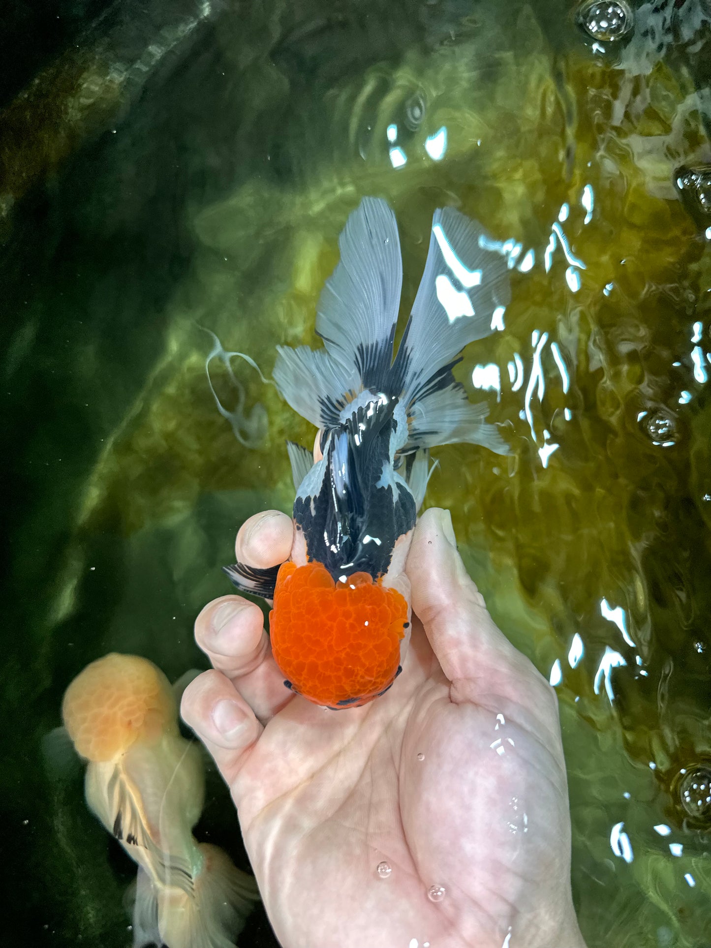 A Grade Tricolor Oranda Male 5.5 inches #050925OR_44