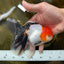 A Grade Tricolor Oranda Male 5 inches #080825OR_05