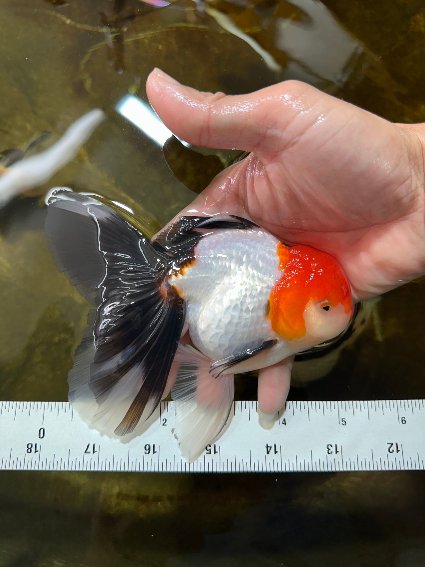 A Grade Tricolor Oranda Male 5 inches #080825OR_05