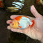 AAA Grade Young Red White Kohaku LionQueen 4 inches #101025LC_07