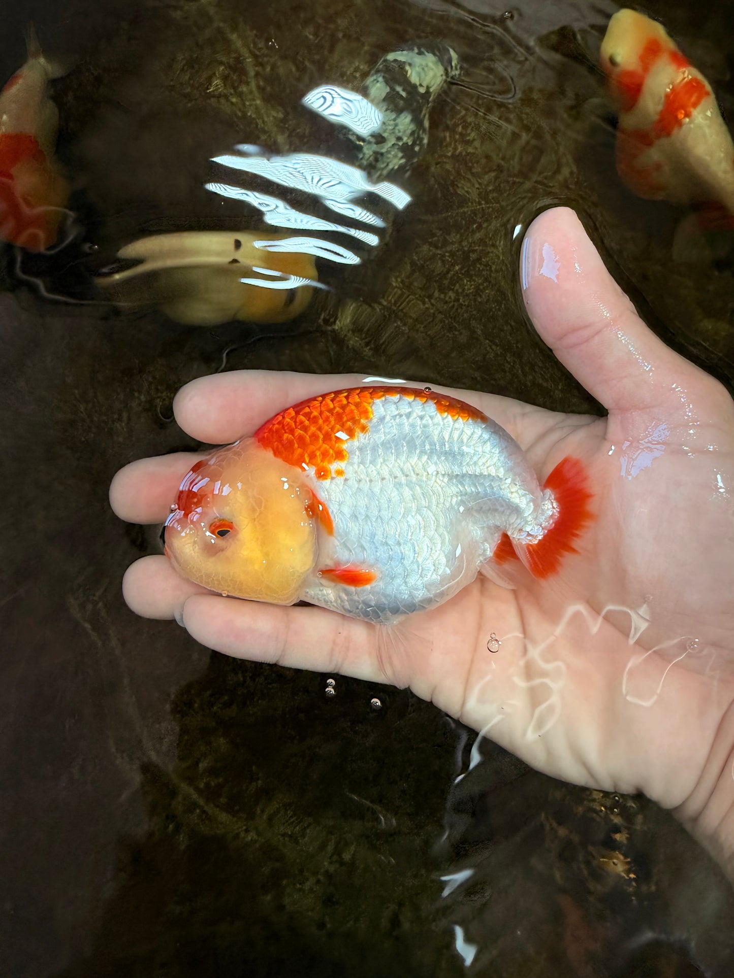 AAA Grade Young Red White Kohaku LionQueen 4 inches #101025LC_07