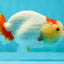 Baby Red White Tancho Lionchu Female 3.5 inches #0202LC_07