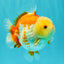 Little Chicken AAA Grade Red White Yuanbao Male 4.5-5 inches #061926YB_34