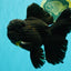 GODZILLA AAA Grade Black Lava Oranda Male 6.5-7 inches #092526OR_02
