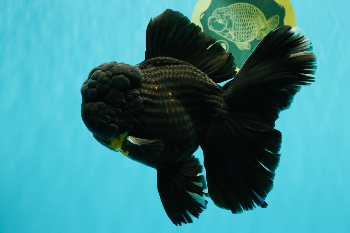 GODZILLA AAA Grade Black Lava Oranda Male 6.5-7 inches #092526OR_02