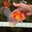 A Grade Red White Oranda Male 5.5-6 inches #090426OR_09