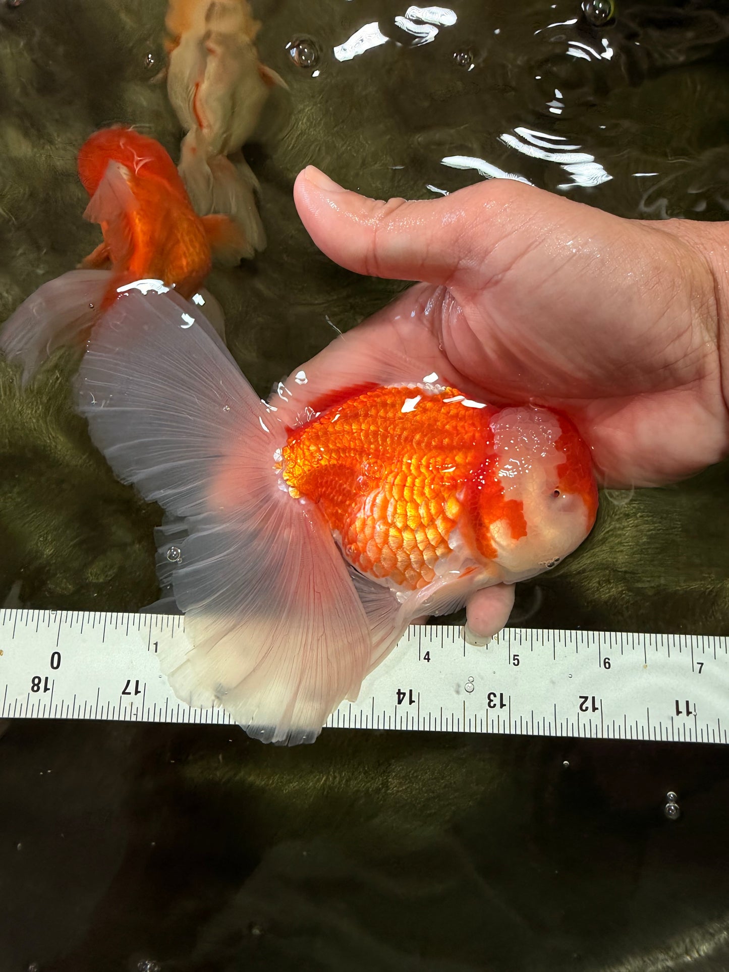A Grade Red White Oranda Male 5.5-6 inches #090426OR_09