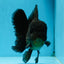 AAA Grade Jumbo Black Oranda Male 5-5.5 inches #053025OR_24