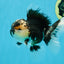 AAA Grade Panda Oranda Male 5 inches #051625OR_28