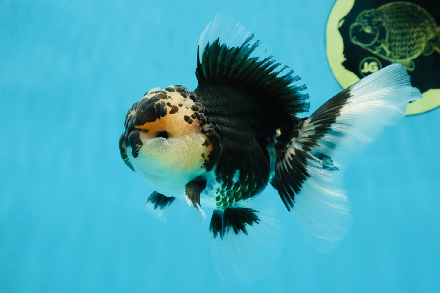 AAA Grade Panda Oranda Male 5 inches #051625OR_28