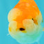 Red White Lionchu Female 4 inches #081426LC_19