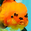 CHARLIE AAA Grade Apache Oranda Female 6.5 inches #091826OR_01
