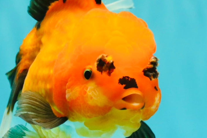 CHARLIE AAA Grade Apache Oranda Female 6.5 inches #091826OR_01