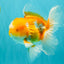 A Grade Cheese Orange White Oranda Male 5.5 inches #062626OR_22