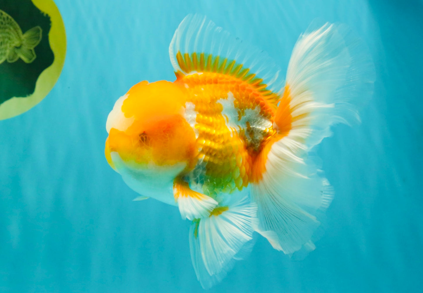 A Grade Cheese Orange White Oranda Male 5.5 inches #062626OR_22