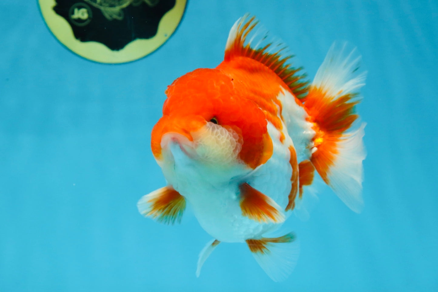 A Grade Red White Yuanbao Male 5-5.5 inches #101725YB_25