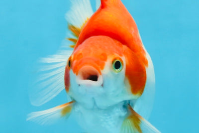 A Grade Red White Ryukin Female 4.5 inches #111425RK_10