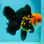 A Grade Tricolor Oranda Male 5.5 inches #112224OR_14