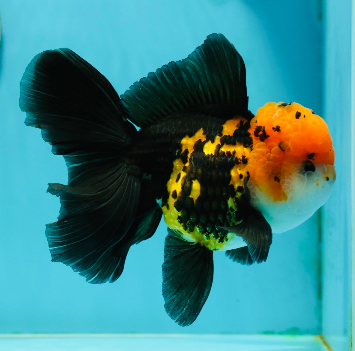 A Grade Tricolor Oranda Male 5.5 inches #112224OR_14