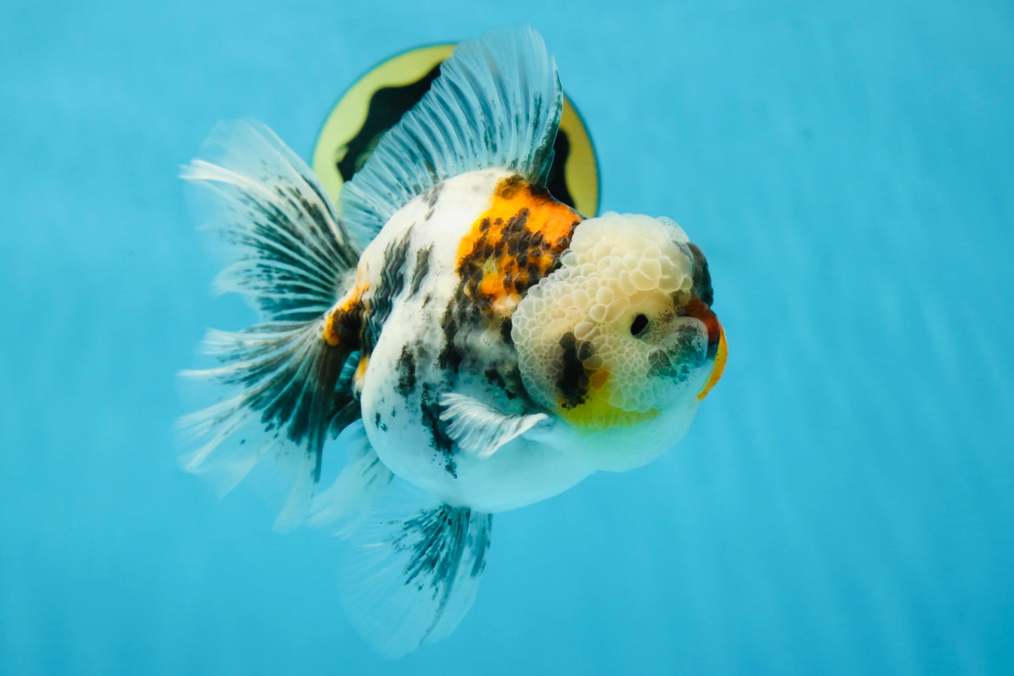 AAA Grade RARE White Tiger Oranda Female 5.5 inches #051625OR_15