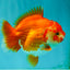 ADORABLE A Grade Red White Yuanbao Female 5 inches #071026YB_22