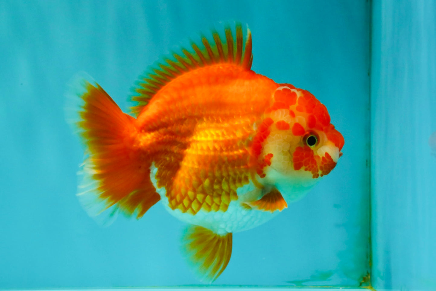 ADORABLE A Grade Red White Yuanbao Female 5 inches #071026YB_22
