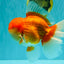 AAA Grade Super Red White Oranda Male 7.5-8 inches #061926OR_03