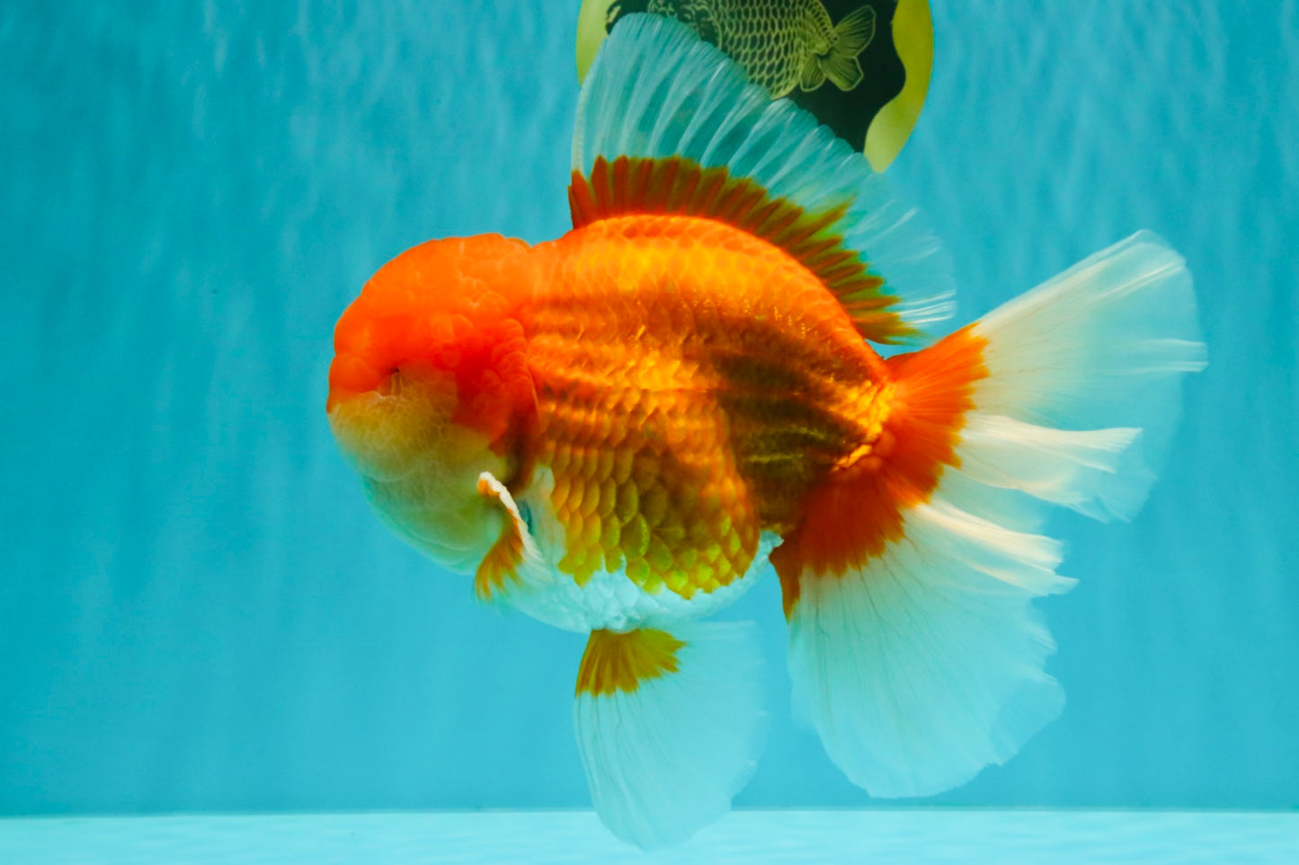 AAA Grade Super Red White Oranda Male 7.5-8 inches #061926OR_03