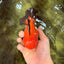 CHUBBY A Grade Apache Yuanbao Male 4.5 inches #051526YB_10