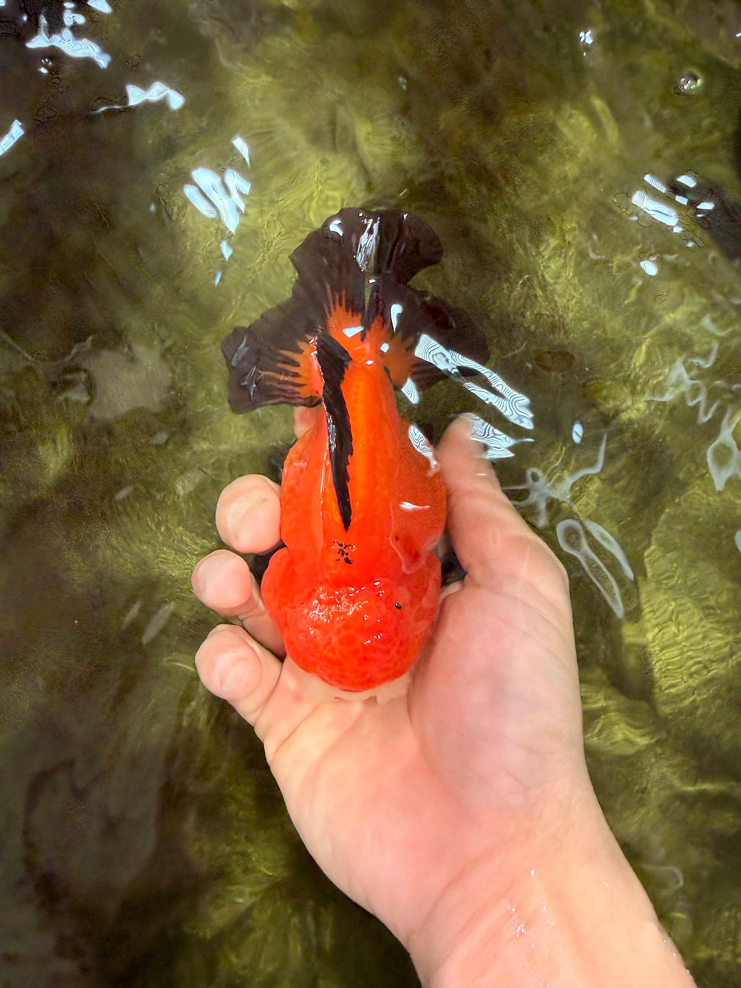 CHUBBY A Grade Apache Yuanbao Male 4.5 inches #051526YB_10