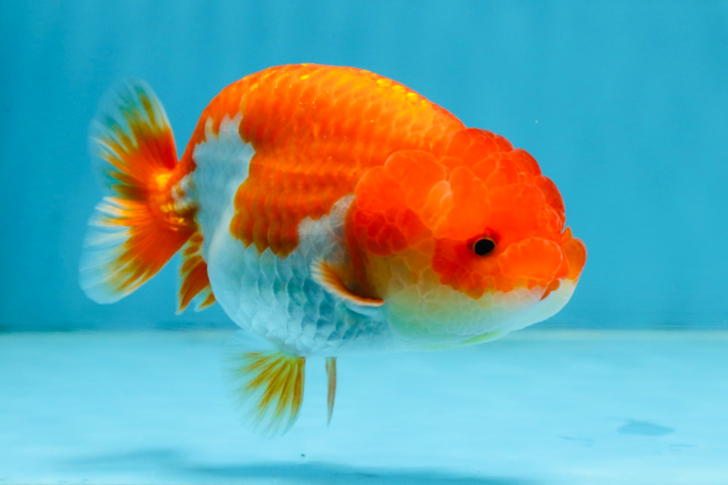 CHUBBY AAA Grade Red White LionQueen 4-4.5 inches #102425LC_13