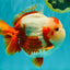 BULLDOG AAA Grade Red White Yuanbao Male 6 inches #070326YB_02