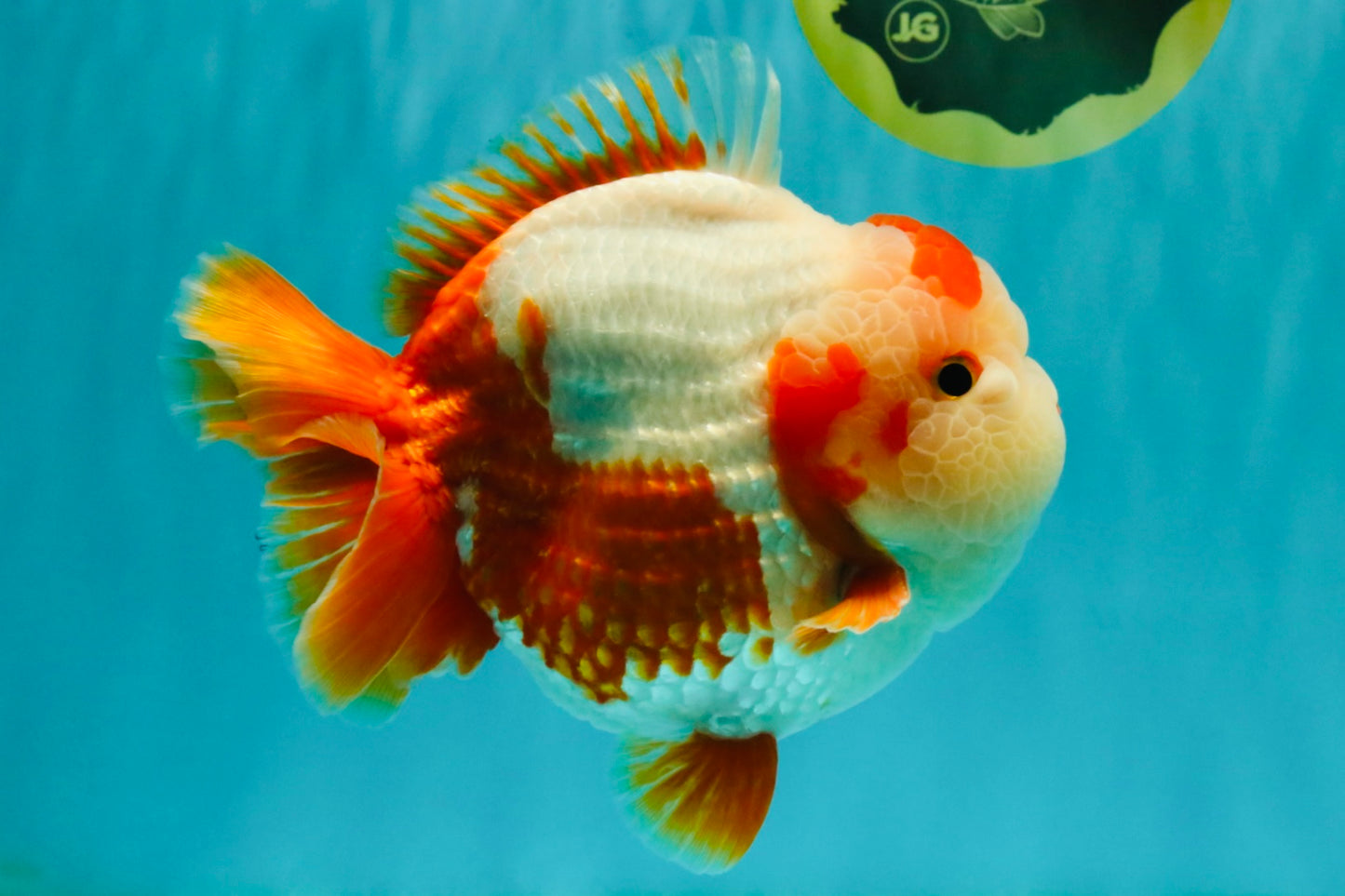 BULLDOG AAA Grade Red White Yuanbao Male 6 inches #070326YB_02