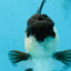 A Grade Young Panda Button W Oranda Male 4.5-5 inches #061325_06