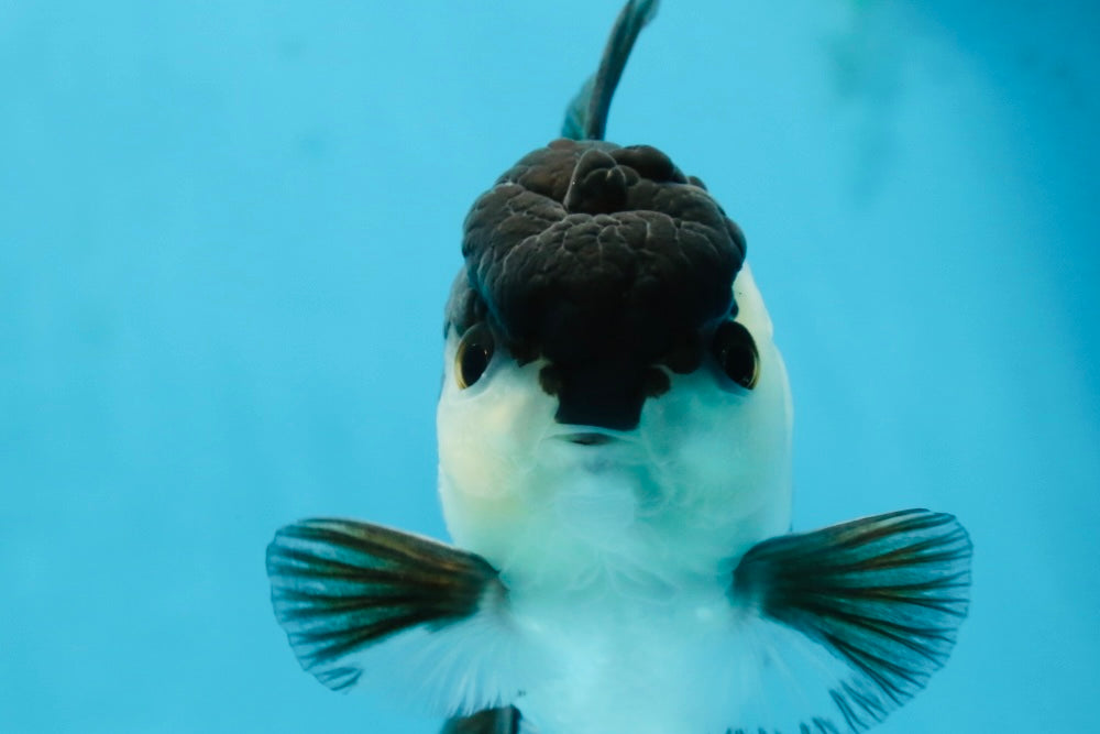 A Grade Young Panda Button W Oranda Male 4.5-5 inches #061325_06