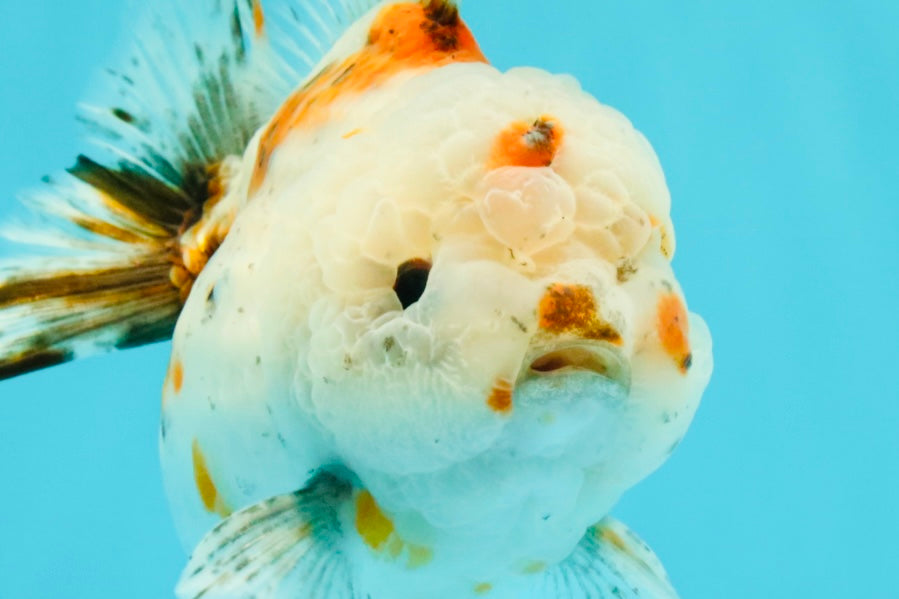 A Grade Calico Yuanbao Male 5-5.5 inches #032026YB_17