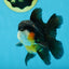 A Grade Tricolor Oranda Male 4.5 inches #053025OR_18