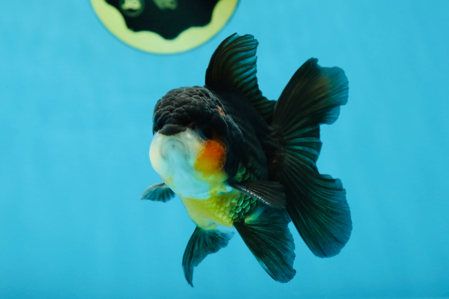 A Grade Tricolor Oranda Male 4.5 inches #053025OR_18